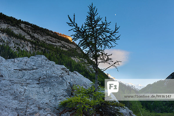 Felsbrocken Europa Steilküste Wald Abenddämmerung Lärche Schweiz