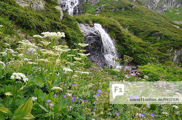 Europa Sommer Bach Wasserfall Wiese Schweiz