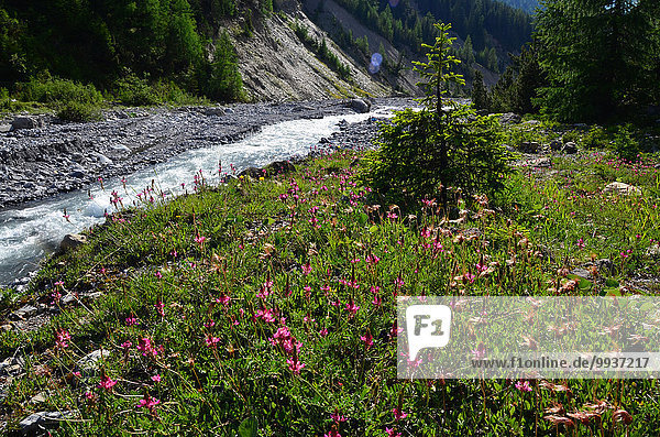 Blumenwiese Nationalpark Europa Bach Wiese Gewürz Kanton Graubünden Schweiz