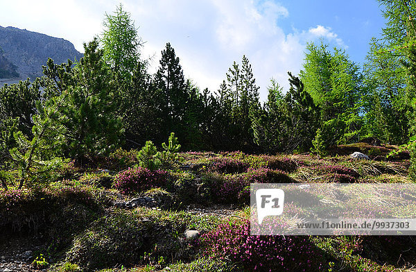 Nationalpark Europa Baum Pflanze Heidekraut Erica herbacea Erica carnea Calluna vulgaris Kanton Graubünden Schweiz