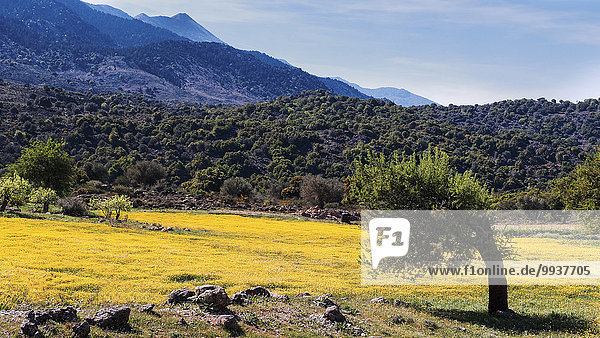 Blumenwiese Landschaftlich schön landschaftlich reizvoll Europa gelb Landschaft Natur Wiese Margerite Chrysanthemum leucanthemum Kultur Chrysantheme Kreta Griechenland