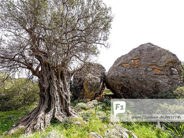 Old wood  tree  boulder  Greece  Europe  Crete  scenery  landscape  Methusalem  Olea europaea  olive  olive tree  trunk  Mediterranean