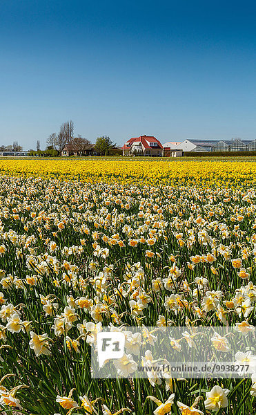 Sassenheim  Lisse  Netherlands  Holland  Europe  landscape  flowers  spring  bulb field  Field  bulbs  daffodils