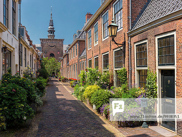 Europa Blume Sommer Großstadt Dorf Niederlande Haarlem