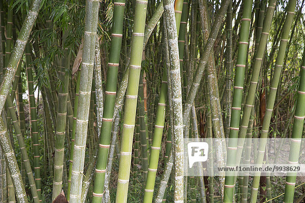 South America  Latin America  Colombia  bamboo  plant  bamboo canes