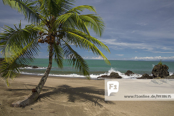 South America  Latin America  Colombia  sea  nature  palms  beach  seashore  coast  palm beach  Pacific  sea  Nuqui  Golfo de Tribuga
