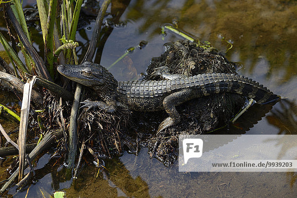 Vereinigte Staaten von Amerika USA Alligator Feuchtgebiet Florida