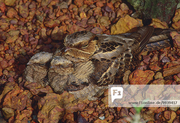 Long-tailed Nightjar  Caprimulgus macrurus  Capirmulgidae  Nightjar  adult  brooding  nestling  bird  animal  Singapore
