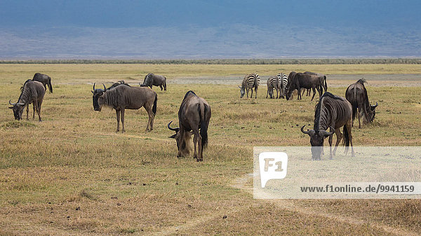 Ostafrika Steppenzebra Equus quagga Tier Reise Säugetier Landschaftlich schön landschaftlich reizvoll Naturschutzgebiet Zebra Gnu Wildtier Afrika Ngorongoro Crater Tansania Equus quagga Steppenzebra
