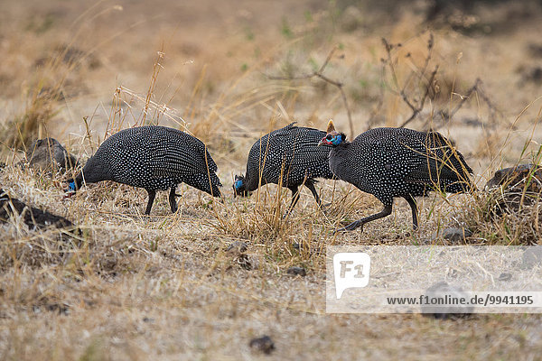 Ostafrika Helmperlhuhn Numida Meleagris Tier Reise Landschaftlich schön landschaftlich reizvoll Vogel Naturschutzgebiet Wildtier Afrika Ngorongoro Crater Tansania
