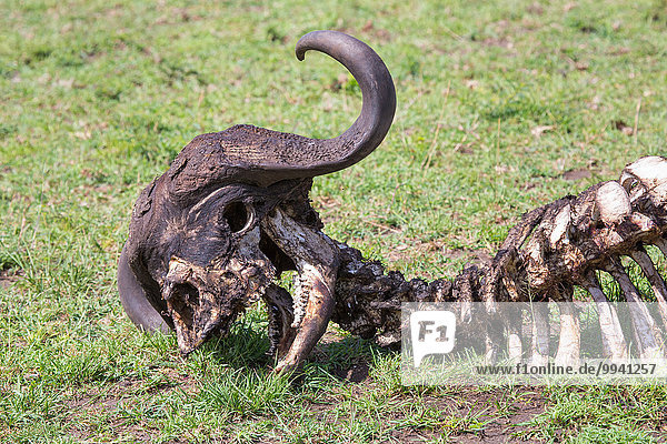 Ostafrika Kaffernbüffel Syncerus caffer Tier Reise Säugetier Landschaftlich schön landschaftlich reizvoll Serengeti Nationalpark Wildtier Afrika Tansania