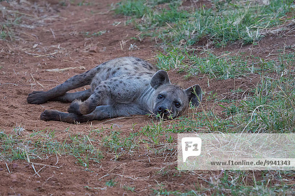 Ostafrika Tier Reise Säugetier Landschaftlich schön landschaftlich reizvoll Serengeti Nationalpark Wildtier Afrika Tansania