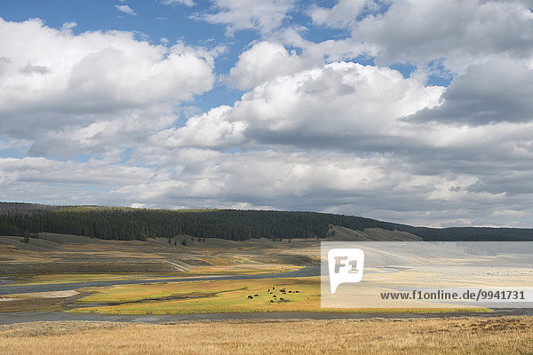 USA United States America Wyoming Rockies Rocky Mountains Yellowstone National Park UNESCO World Heritage bison animal Hayden Valley landscape west western