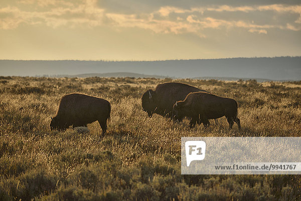 Vereinigte Staaten von Amerika USA Nationalpark Amerika Tier Herde Herdentier Säugetier Natur Yellowstone Nationalpark Waldbison Bison bison athabascae Bison Hayden Valley Wildtier Wyoming