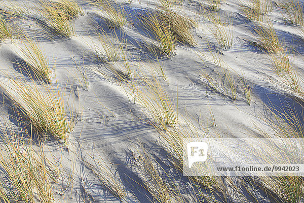 Grashalm Detail Details Ausschnitt Ausschnitte Muster Europa Strand Konzept gelb Küste grün Meer Natur Abstraktion Sand Düne Deutschland Helgoland Nordsee Schnittmuster