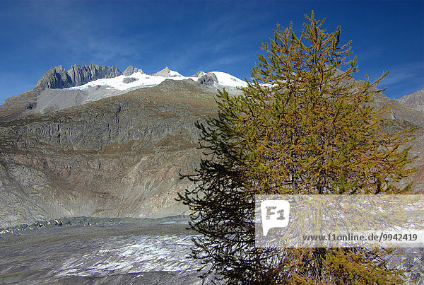 Switzerland  Europe  Wallis  Alps  Riederalp  Landscape  Mountain  autumn  clouds  Aletschgletscher  glacier  larch  tree