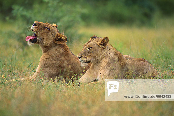 Lion  Panthera leo  Felidae  Lioness  cat  beast of prey  mammal  animal  Krüger  National Park  South Africa  Africa