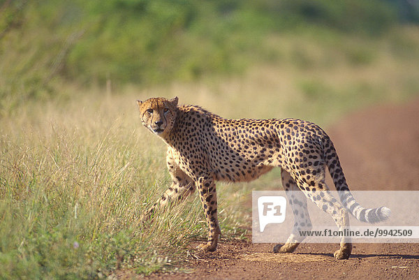 Cheetah  Acinonyx jubatus  Felidae  cat  beast of prey  Mammal  animal  Krüger  National Park  South Africa  Africa