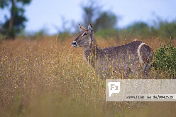 Waterbuck  Kobus ellipsiprymnus  Bovidae  Antelope  female  mammal  animal  Krüger  National Park  South Africa