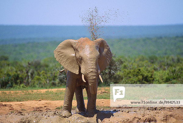 African Elephant  Loxodonta africana  Elephantidae  water whole  bathing  Elephant  mammal  animal  Addo Elephant  National Park  South Africa