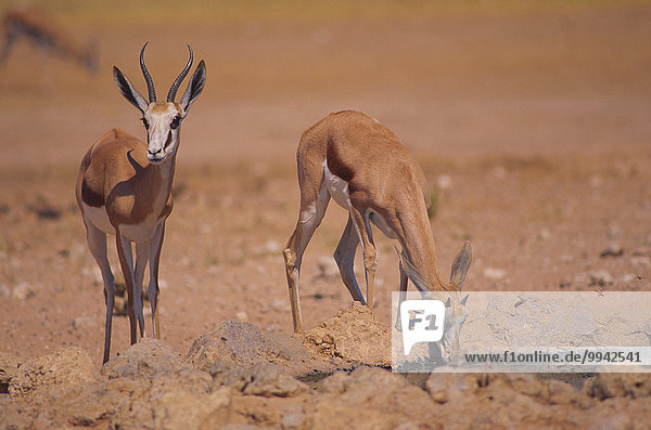 Südliches Afrika Südafrika Springbock Antidorcas marsupialis Nationalpark Tier Säugetier trinken Antilope Hornträger Bovidae