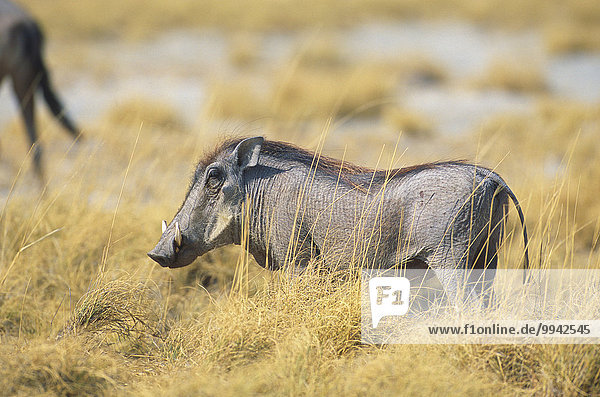 Warthog  Phacochoerus aethiopicus  Suidae  Hog  mammal  animal  Etosha  National Park  Namibia  South Africa