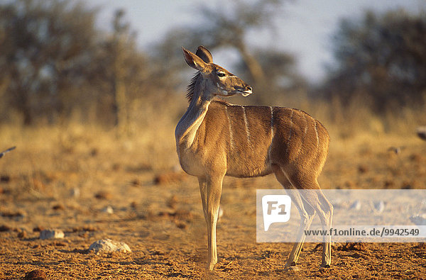 Kudu  Tragelaphus strepsiceros  Bovidae  female  cow  Antelope  mammal  animal  Kalkfeld  Namibia  South Africa