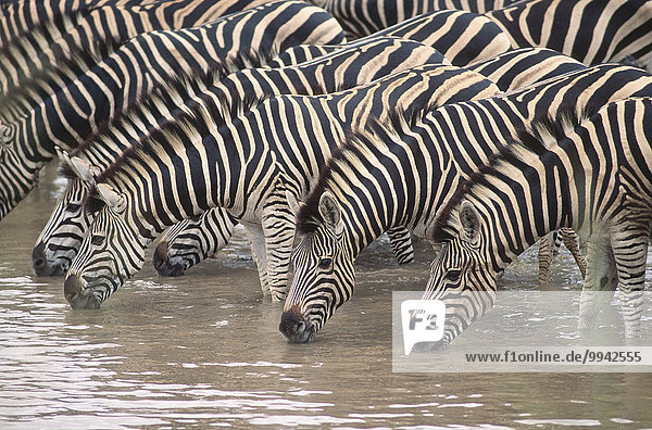Burchell's Zebra  Equus burchelli  Equidae  Zebra  herde  water whole  drinking  mammal  animal  Krüger  National Park  South Africa