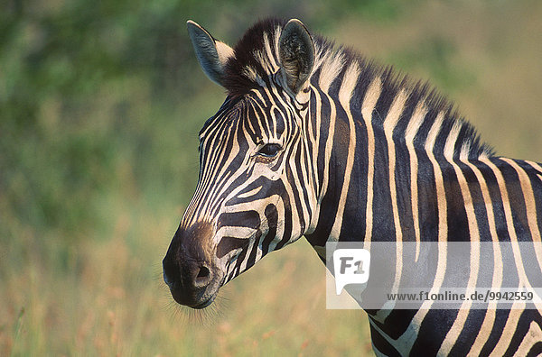 Burchell's Zebra  Equus burchelli  Equidae  Zebra  portrait  mammal  animal  Krüger  National Park  South Africa
