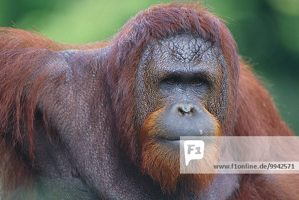 Orang-Utan  Pongo pygmaeus  Hominidae  anthropoid  ape  portrait  mammal  animal  captive  Zoo  Singapore