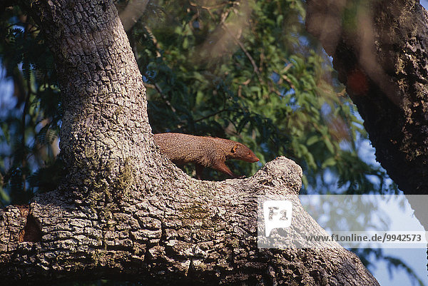 Rudy mongoose  Herpestes smithii  Herpestidae  mongoose  animal  mammal  Yala  National Park  Sri Lanka