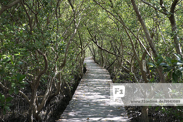 Thailand  Petchaburi  Asia  mangrove project  Trail  path  tourism  nature  protection  landscape  mangrove