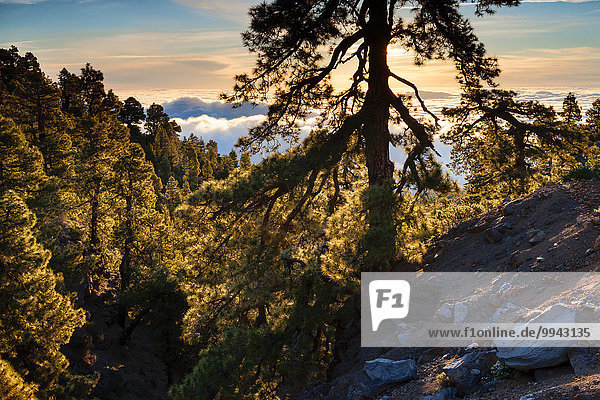 Nationalpark Europa Morgen Nebel Kiefer Pinus sylvestris Kiefern Föhren Pinie Kanaren Kanarische Inseln La Palma Stimmung Spanien