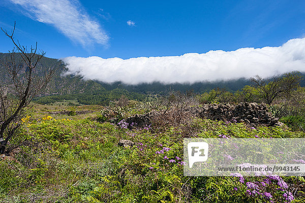 Cumbre Nueva  Spain  Europe  Canary islands  La Palma  fog  nebulous waterfall  meadow  flowers  dry wall