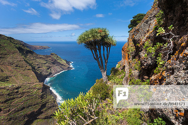 Drachenbaum dracaena Europa Küste Meer Kanaren Kanarische Inseln La Palma Spanien