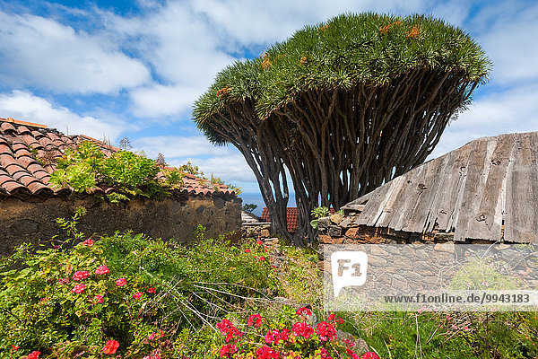Drachenbaum dracaena Europa Wohnhaus Gebäude Dorf Kanaren Kanarische Inseln La Palma Spanien