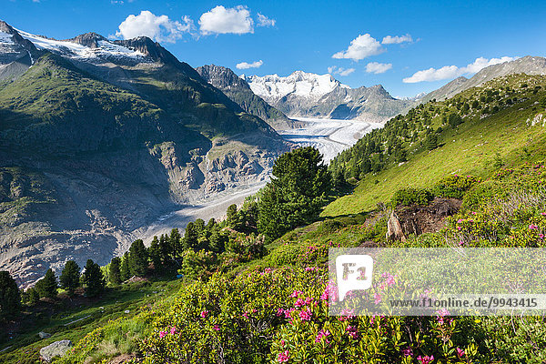 Aletschwald  Switzerland  Europe  canton  Valais  Wallis  Aletsch area  UNESCO  world nature heritage  Aletsch glacier  glacier  stone pines  Alpine roses
