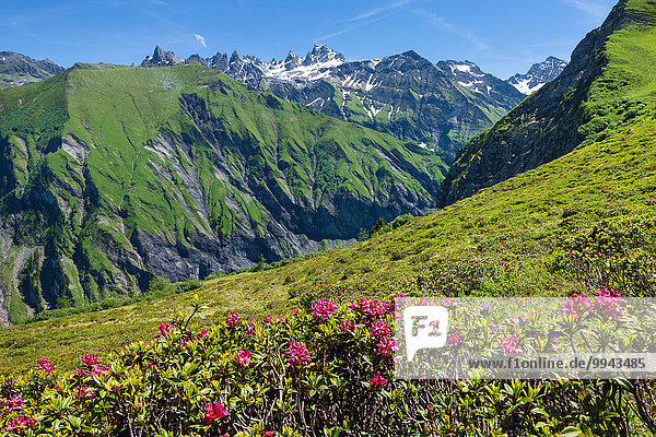 View  horn  Switzerland  Europe  canton St. Gallen  area of Sargans  Weisstannental  Alpine roses