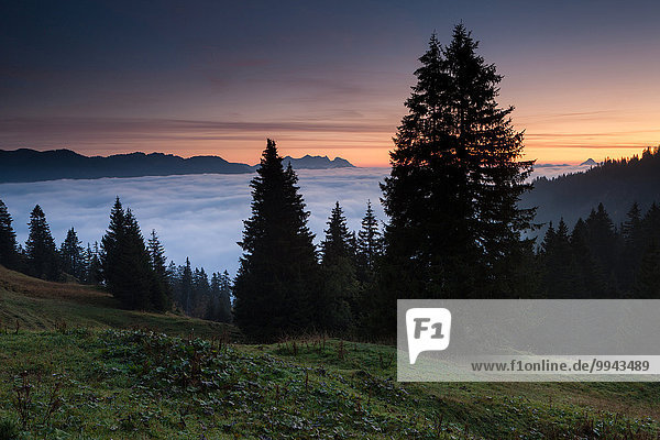 View  Glaubenbielen  Switzerland  Europe  canton  Obwalden  wood  forest  spruces  morning  mood  sea of fog