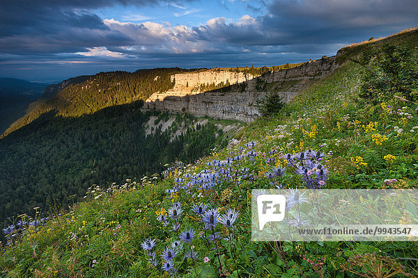 Felsbrocken Europa Blume Kanton Neuchatel Schweiz