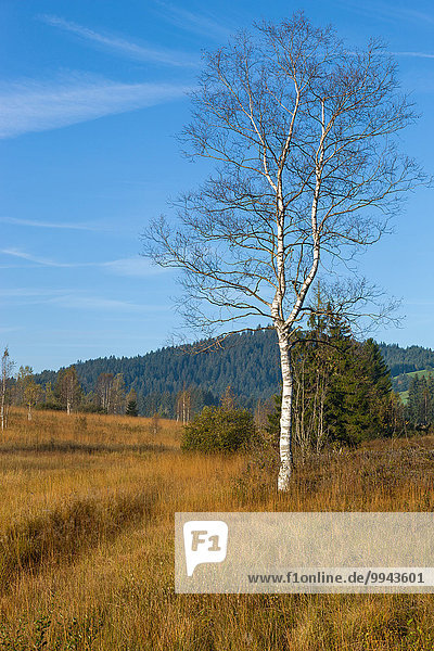 Europa Landschaft Wald Holz Birke Sumpf Morgendämmerung Moor Schweiz Morgenlicht