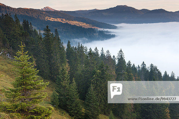 Rorwald  Switzerland  Europe  canton  Obwalden  Glaubenbielen  wood  forest  fog  sea of fog  nebulous border