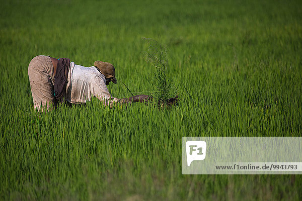Africa  fields  agriculture  person  Moshi  persons  travel  rice field  Tanzania  East Africa  work