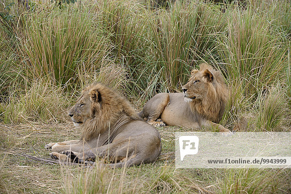 Löwen (Panthera leo)  Männchen ruhen im hohen Gras  Untere-Zambesi-Nationalpark  Sambia  Afrika
