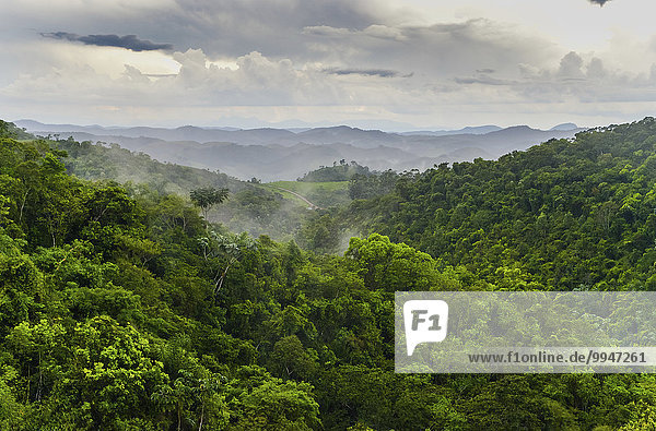 Regenwald  Serra do Funil  Rio Preto  Minas Gerais  Brasilien  Südamerika