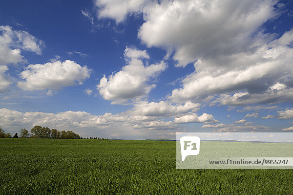 Junges Weizenfeld  Weichweizen (Triticum aestivum)  mit Wolkenhimmel  Mittelfranken  Bayern  Deutschland  Europa