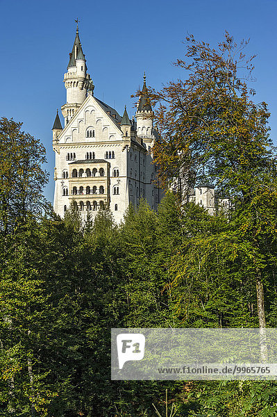 Schloss Neuschwanstein  Schwangau  Ostallgäu  Allgäu  Schwaben  Bayern  Deutschland  Europa