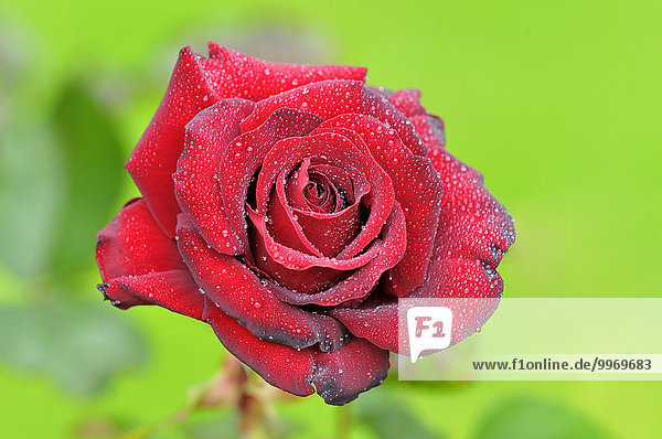 Rote Rose mit Regentropfen  Edelrose Schwarze Madonna  Nordrhein-Westfalen  Deutschland  Europa