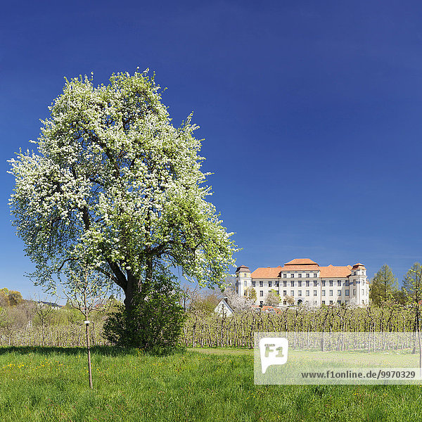 Obstbaumblüte am Neuen Schloss  Tettnang  Bodensee  Baden-Württemberg  Deutschland  Europa