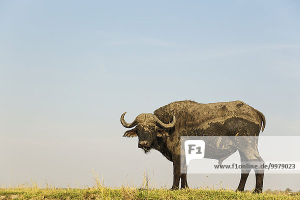 Kaffernbüffel (Syncerus caffer caffer)  Bulle am Ufer des Chobe Flusses  Chobe-Nationalpark  Botswana  Afrika